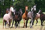 Tiere