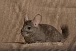 Chinchillas