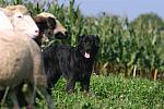 Hunde