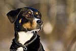 Appenzeller