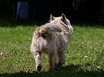 Cairnterrier