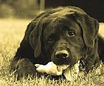 Labrador