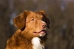 Nova Scotia Duck Tolling Retriever