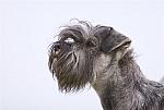 Zwergschnauzer