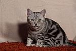 Katzen