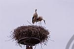 Vögel