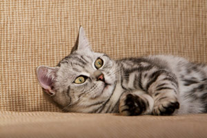 Katze